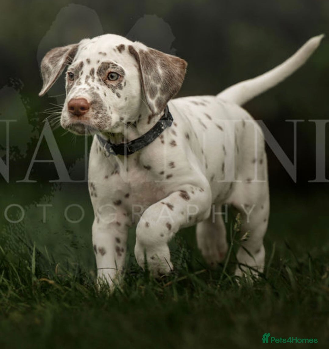 Dalmatian dogs for sale: 1 liver spot boy, £1250,  - Image 2