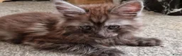 Maine Coon cats for sale: 3xmale 1 x Female maine coon kittens - Advert 13