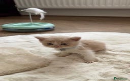 British Shorthair cats for sale: kitten  - Image 9
