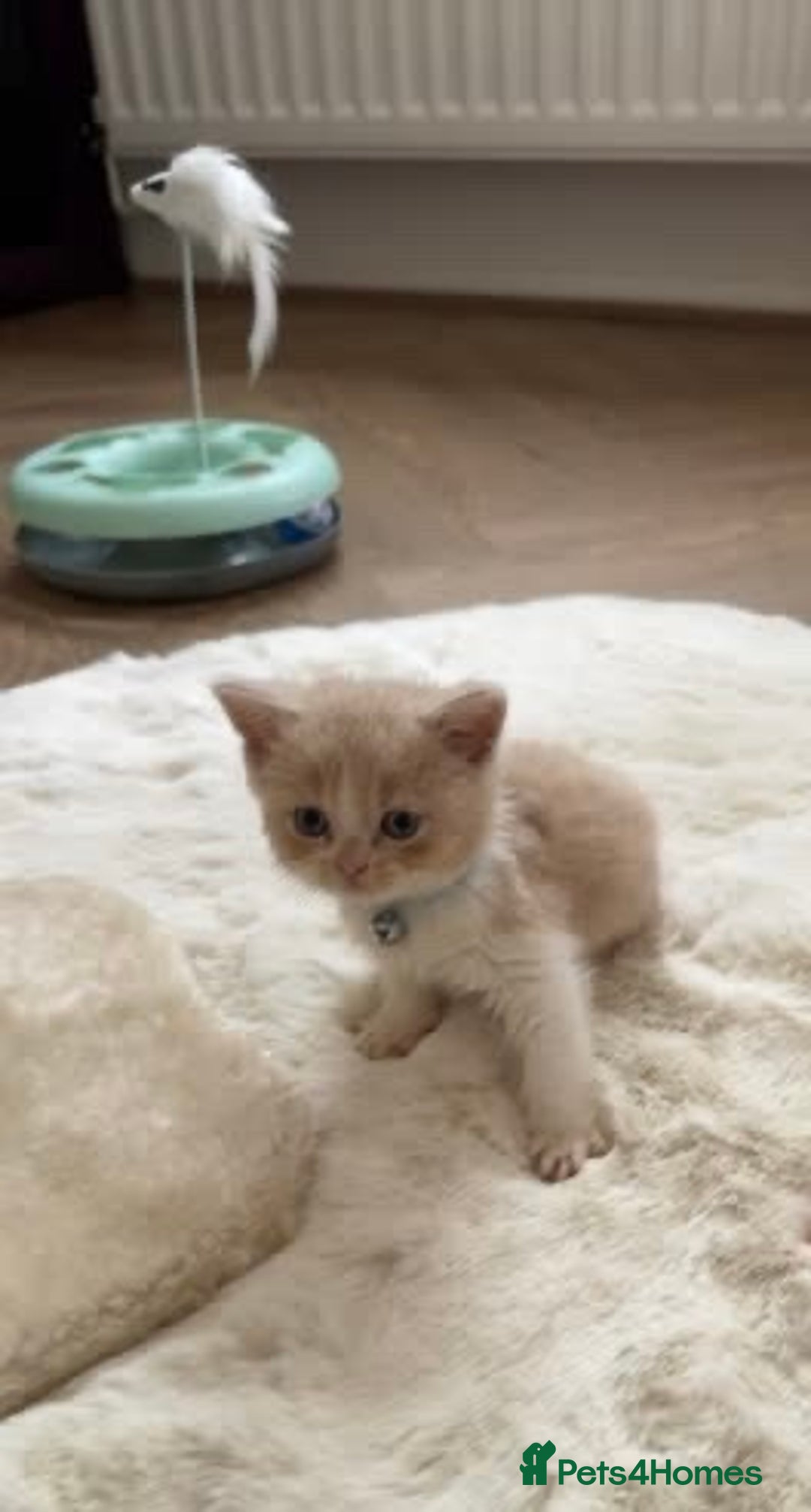 British Shorthair cats for sale: kitten  - Image 9