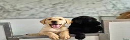 Labrador Retriever dogs for sale: KC Registered, ready now. Outgoing pups - Advert 11
