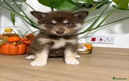 Siberian Husky dogs for sale: Last Female Siberian Husky Puppies - Advert 7