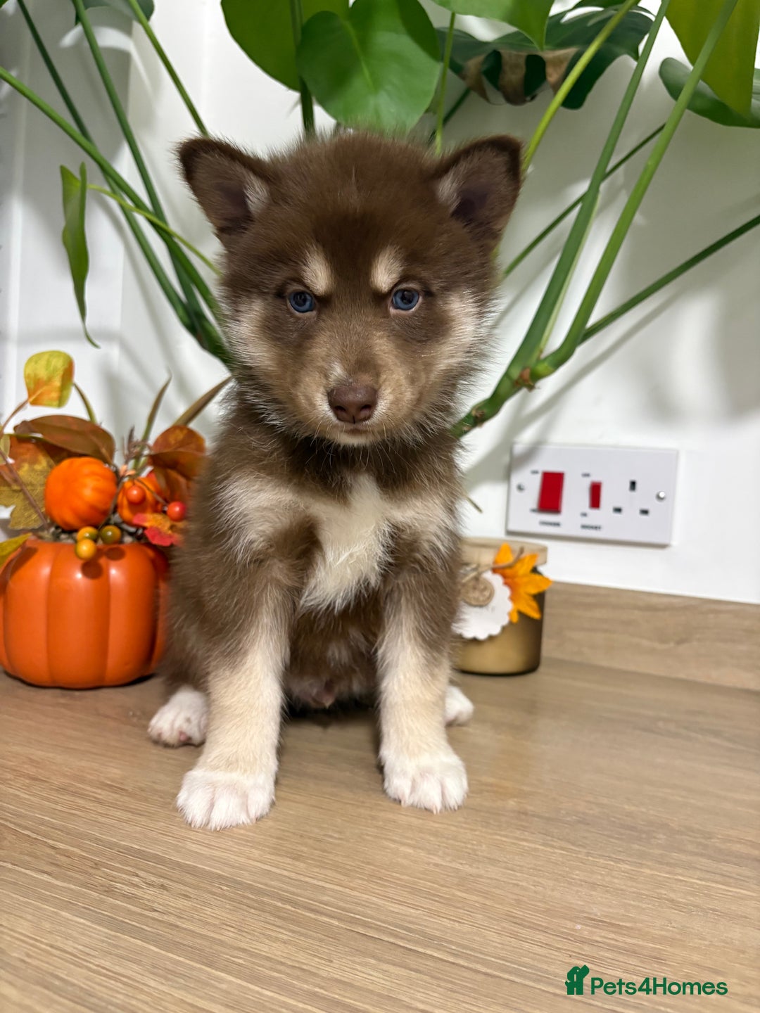 Siberian Husky dogs for sale: Last Female Siberian Husky Puppies - Advert 7