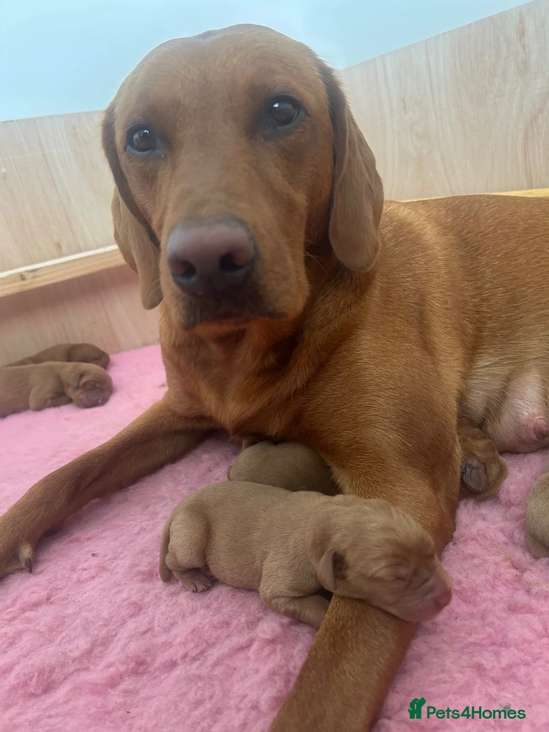 Labrador Retriever dogs for sale: Beautiful Fox Red Labrador Puppies in Wellington - Advert 2