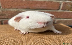 Guinea Pig rodents for sale: Beautiful boars! - Image 3