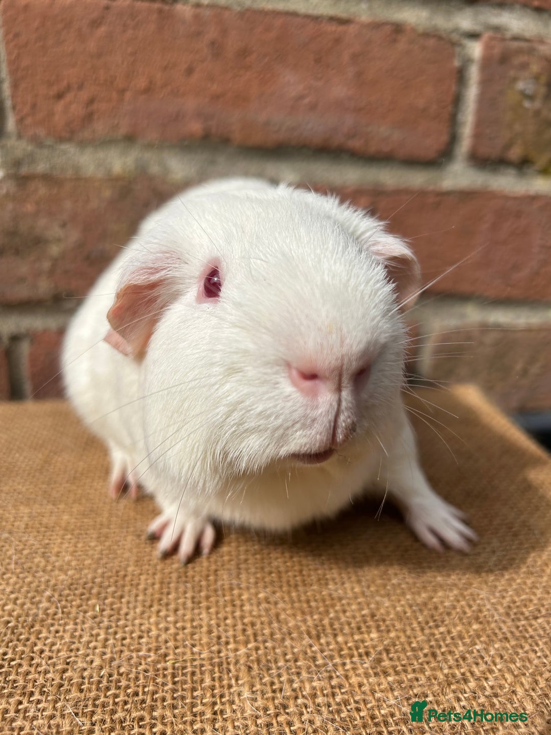 Guinea Pig rodents for sale: Beautiful boars! - Image 3