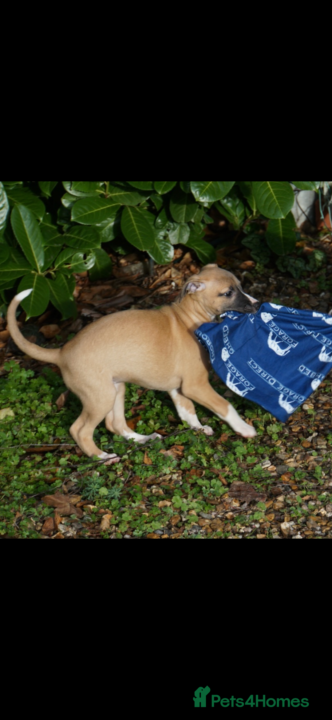 Whippet dogs for sale: Quality show/ Lure coursing girl - Advert 7