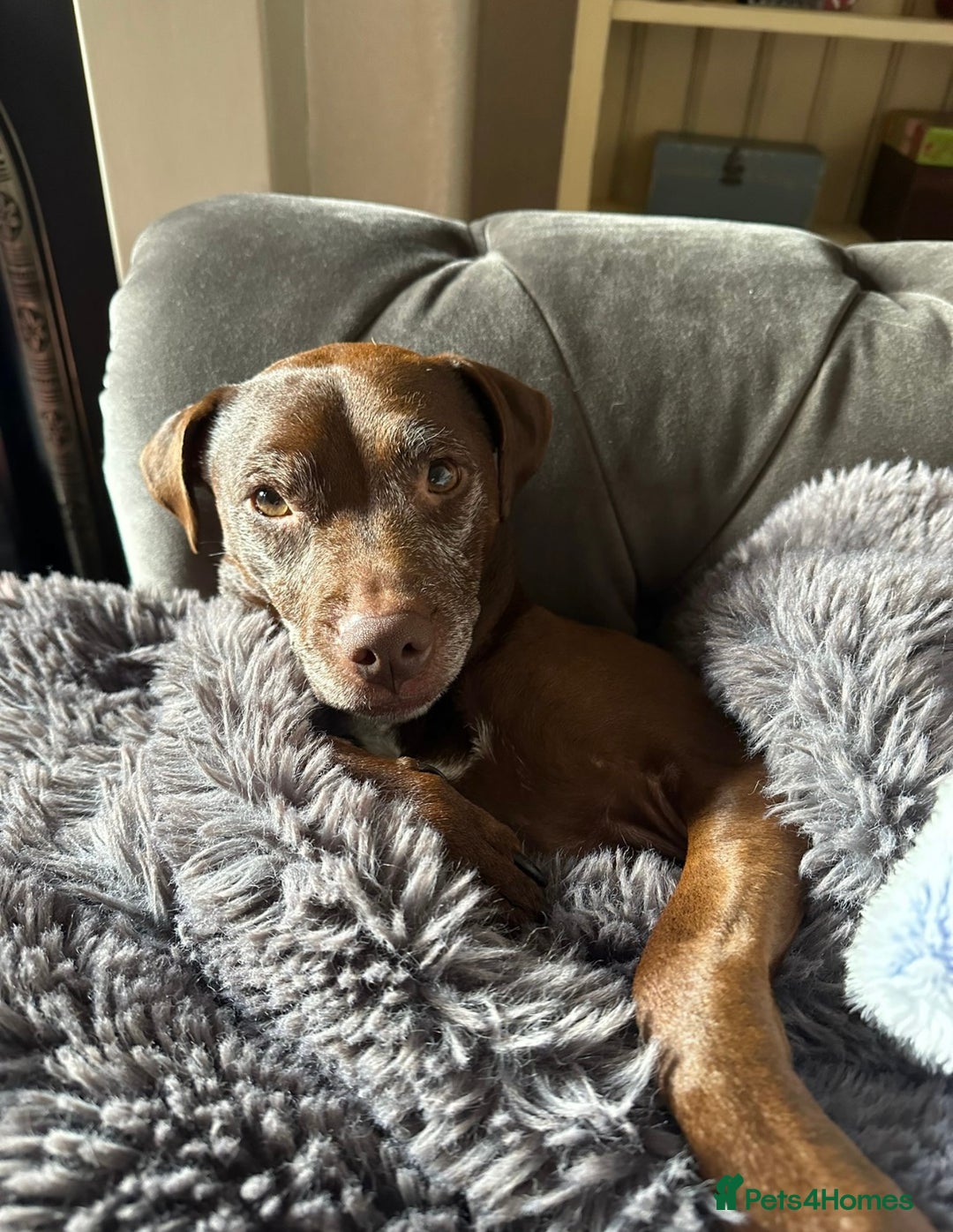 Patterdale Terrier dogs for sale: Female Patterdale Terrier Terri - Image 7