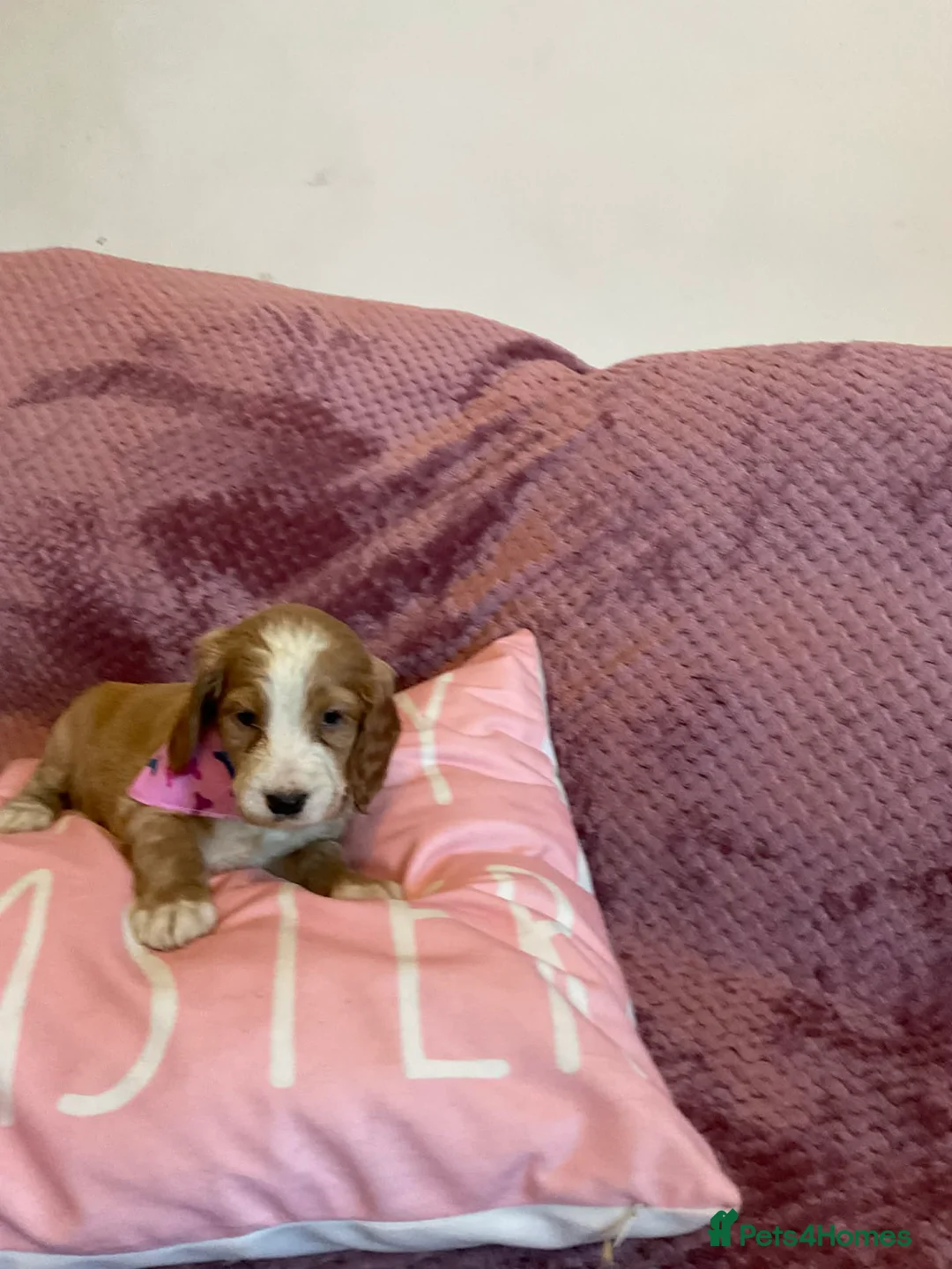 Cockapoo dogs for sale: 8 COCKAPOO PUPPIES 6 GIRLS 2 BOYS READY NOW - Advert 16