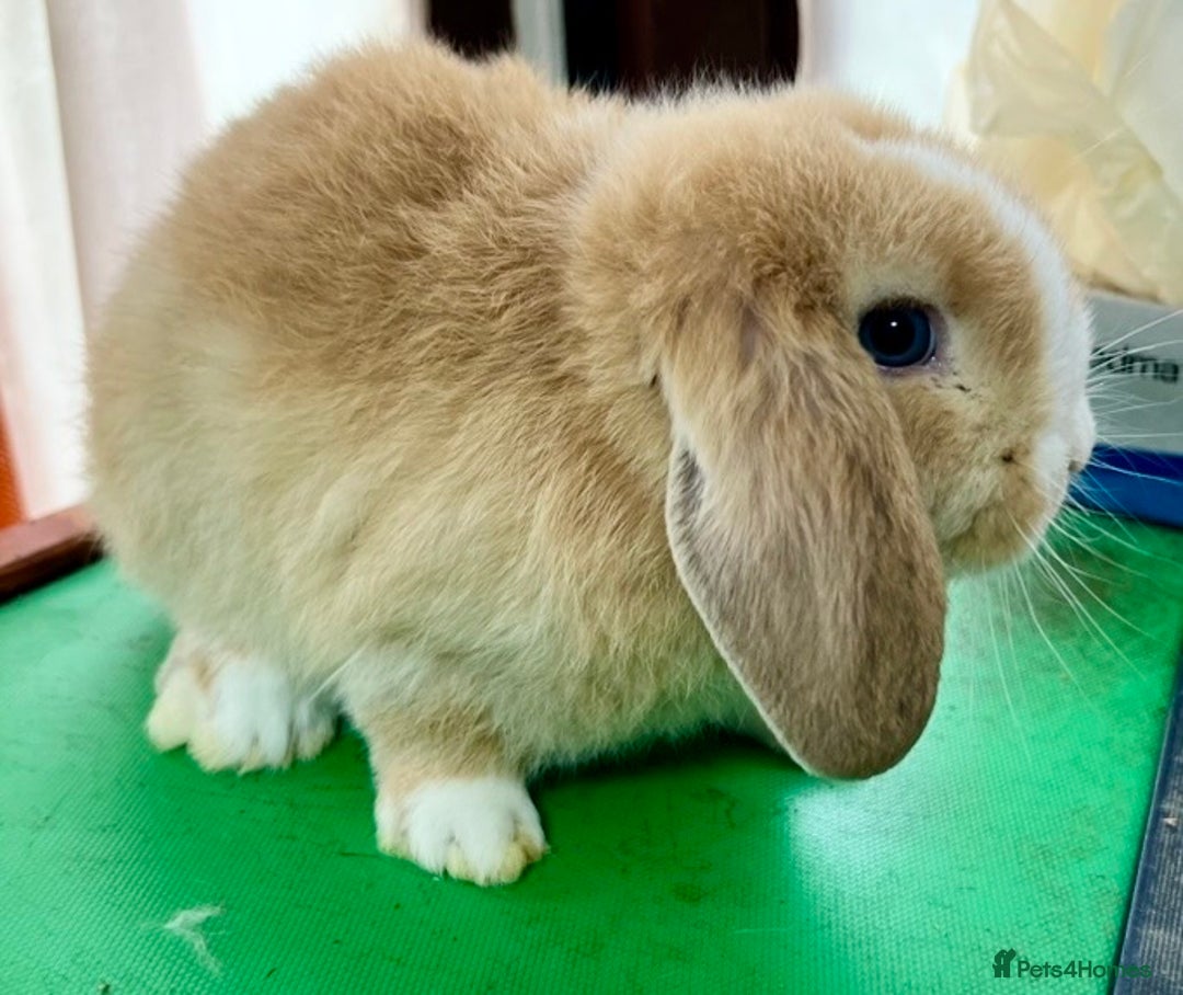 Mini Lop rabbits for sale: Mini Lops for sale READY NOW - Advert 24