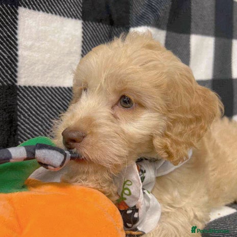 Cockapoo dogs - Advert 1