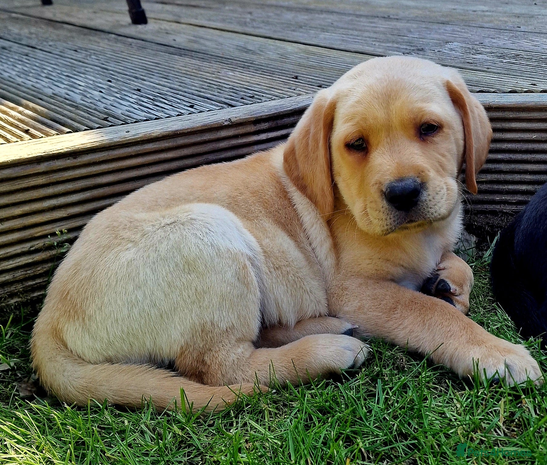 Labrador Retriever dogs Pedigree labrador puppies all 3 colours  - Advert 22