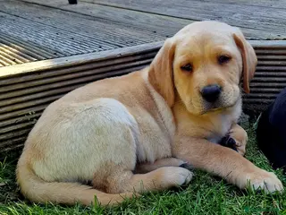Labrador Retriever dogs Pedigree labrador puppies all 3 colours - Advert 22