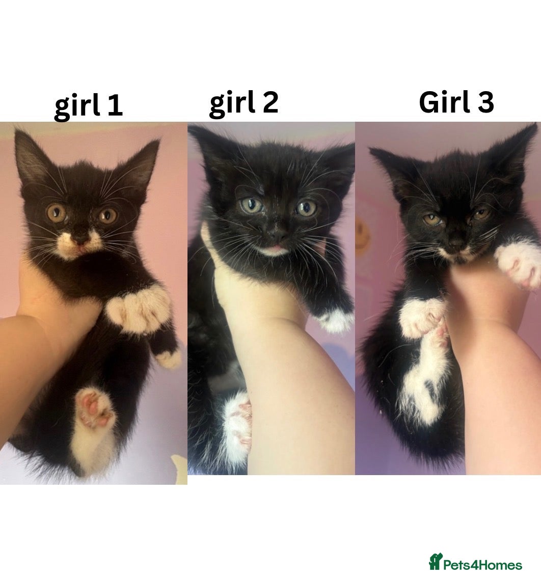 Mixed Breed cats 3 girls left Sweet kittens need loving homes - Advert 4