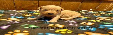 Labradoodle Puppy 6