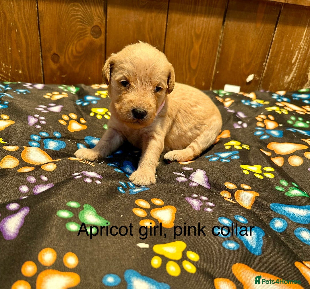 Labradoodle dogs for sale: Miniature Labradoodles from experienced breeder  - Advert 11