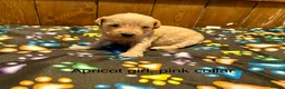 Labradoodle dogs for sale: Miniature Labradoodle from experienced breeder  - Advert 10
