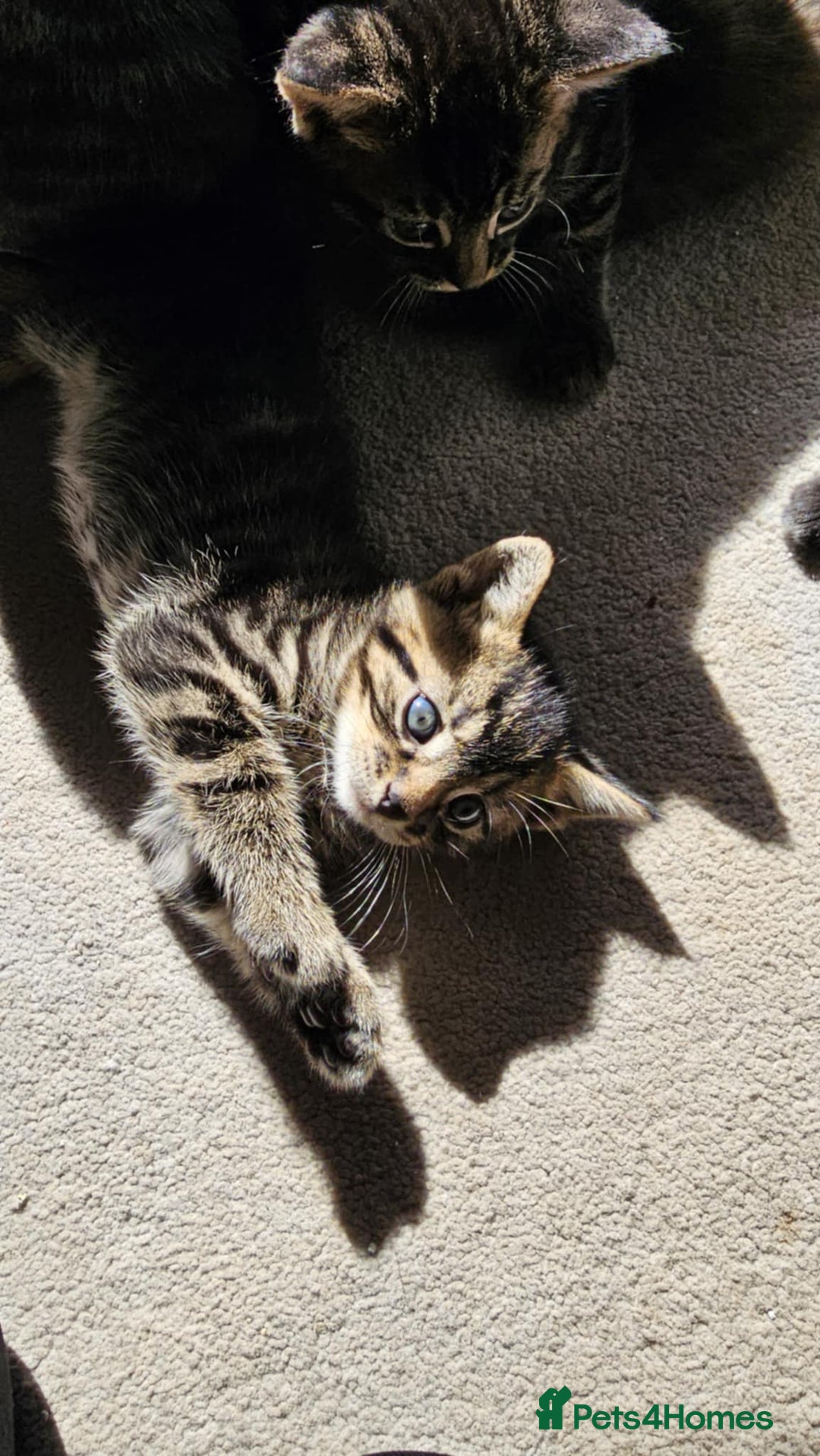 Mixed Breed cats for sale: 7 cute kittens - Image 14