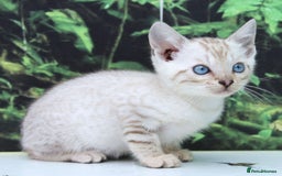 Bengal cats for sale: CUTE SNOW LYNX BENGAL KITTENS (TICA REG) - Image 10