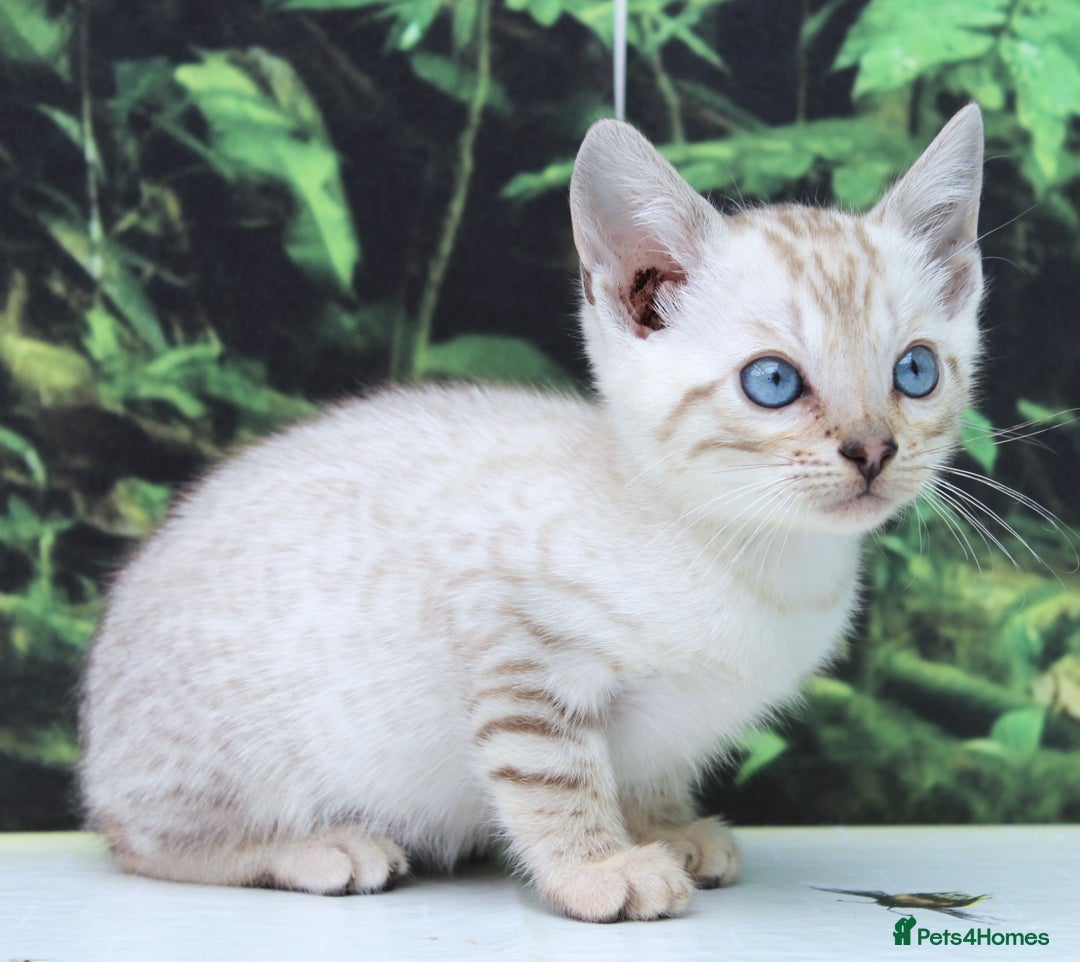 Bengal cats for sale: CUTE SNOW LYNX BENGAL KITTENS (TICA REG) - Image 10