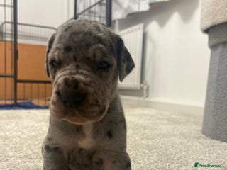 Great Dane dogs - Advert 1