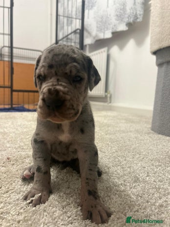 Great Dane dogs - Advert 1