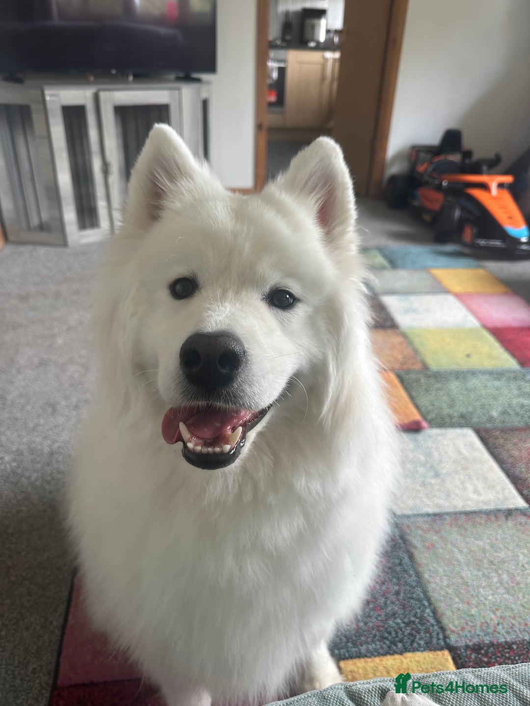 Samoyed dogs for sale: Samoyed looking for his forever home - Image 2
