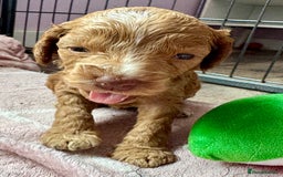 Cockapoo dogs for sale: F1 show type cockapoo pups  - Image 10