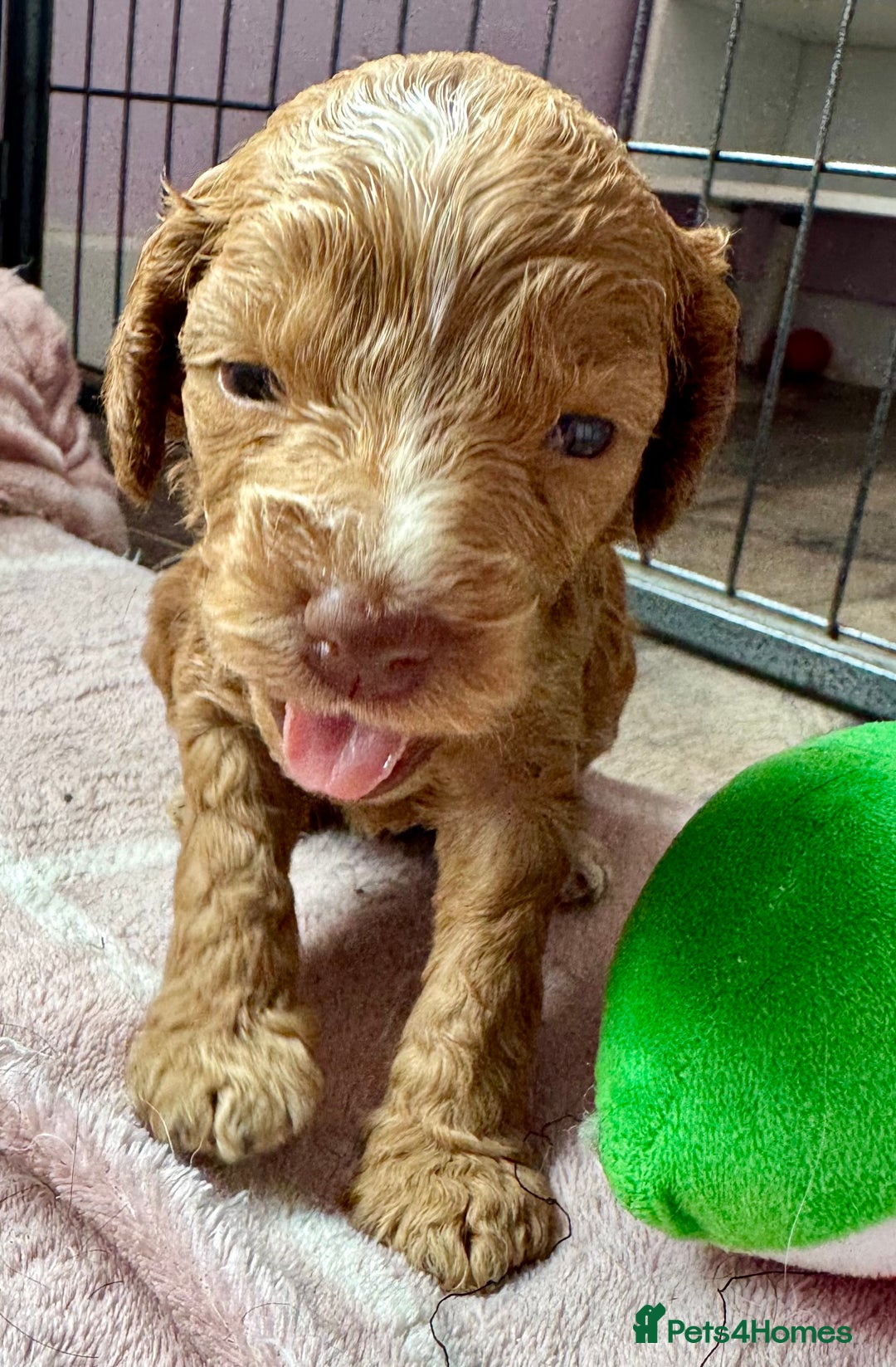 Cockapoo dogs for sale: F1 show type cockapoo pups  - Image 10