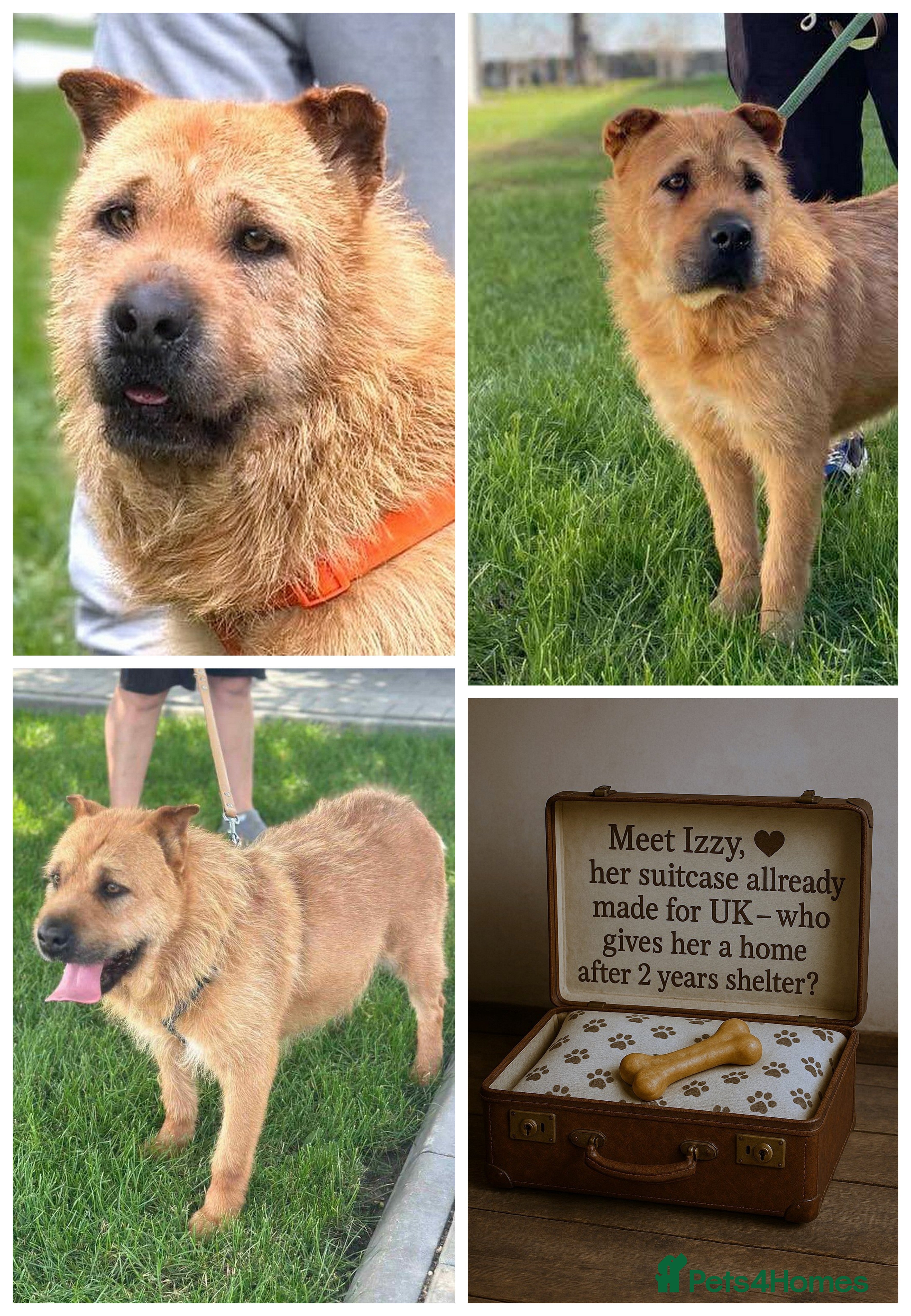 Mixed Breed dogs 🐾 Izzy – the snuggle bear with a golden heart 🐾 - Advert 16