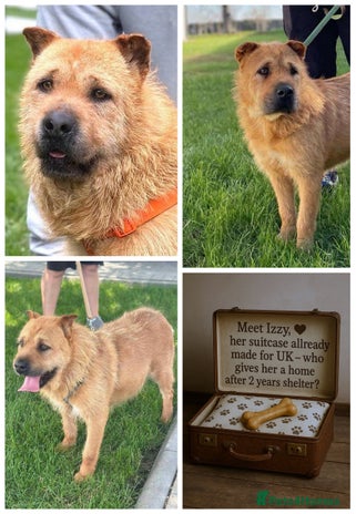Mixed Breed dogs - Advert 1