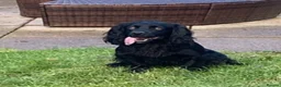 Cocker Spaniel dogs for sale: Cocker Spaniel puppy for sale in Inverness - Advert 2