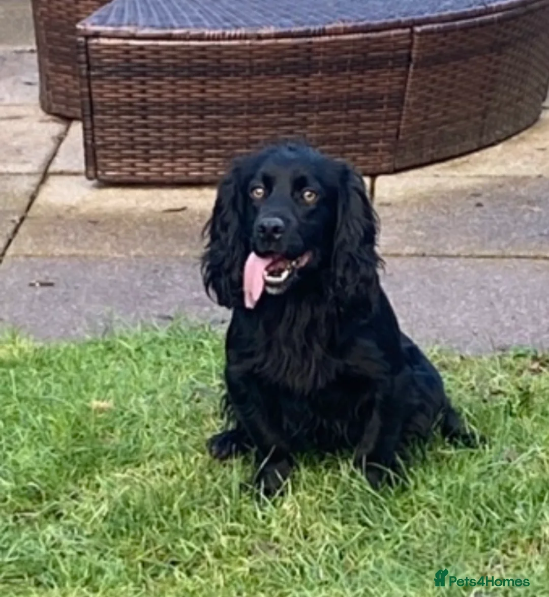 Cocker Spaniel dogs for sale: Cocker Spaniel puppy for sale in Inverness - Advert 2