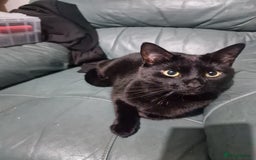 Mixed Breed cats for sale: Shadow - Advert 3