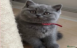 British Shorthair cats for sale: Beautiful GCCF British Shorthair’s  - Image 4