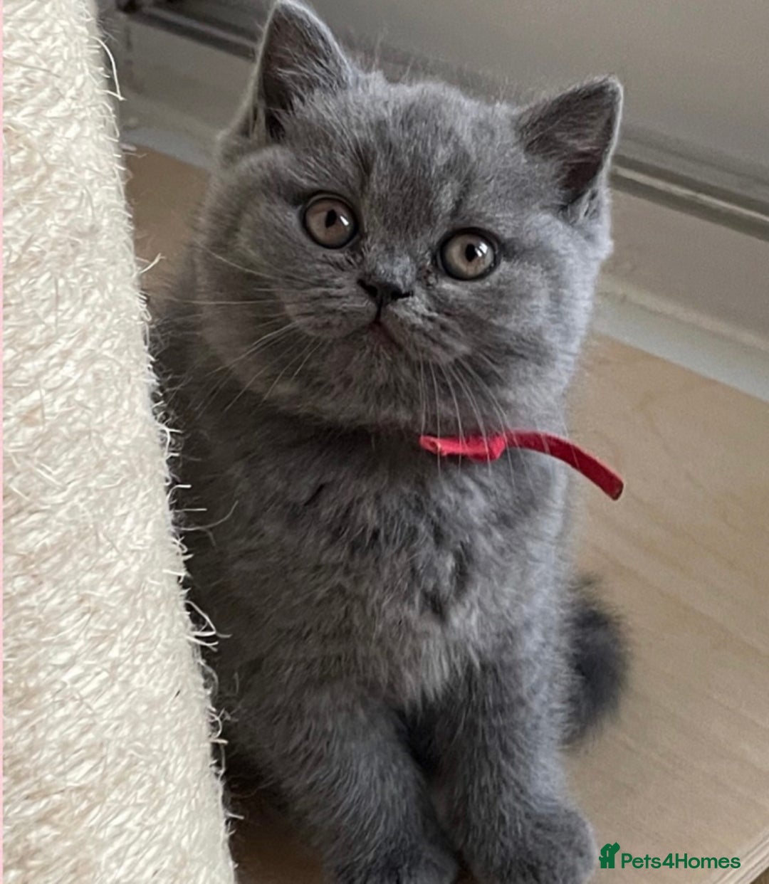 British Shorthair cats for sale: Beautiful GCCF British Shorthair’s  - Image 4