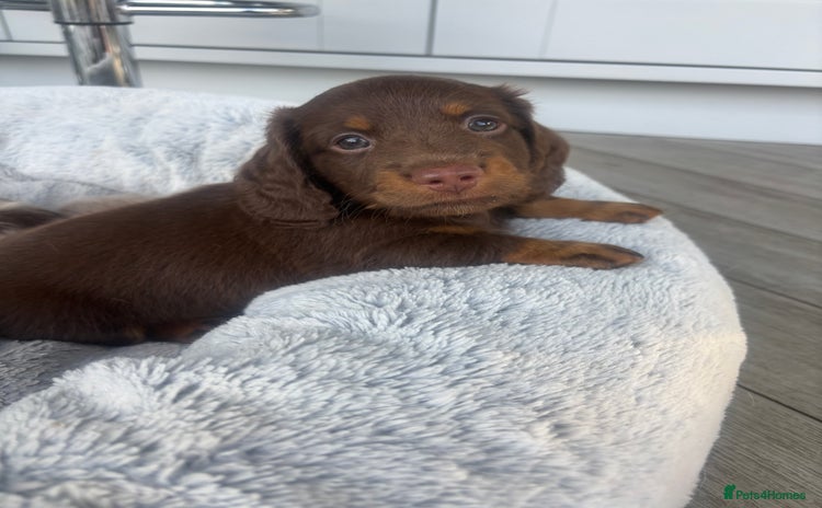 Miniature Dachshund dogs - Advert 12