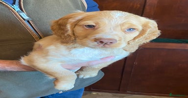 Cocker Spaniel dogs - Advert 3