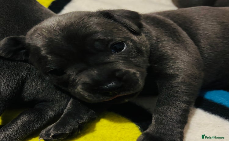 Staffordshire Bull Terrier dogs - Advert 4