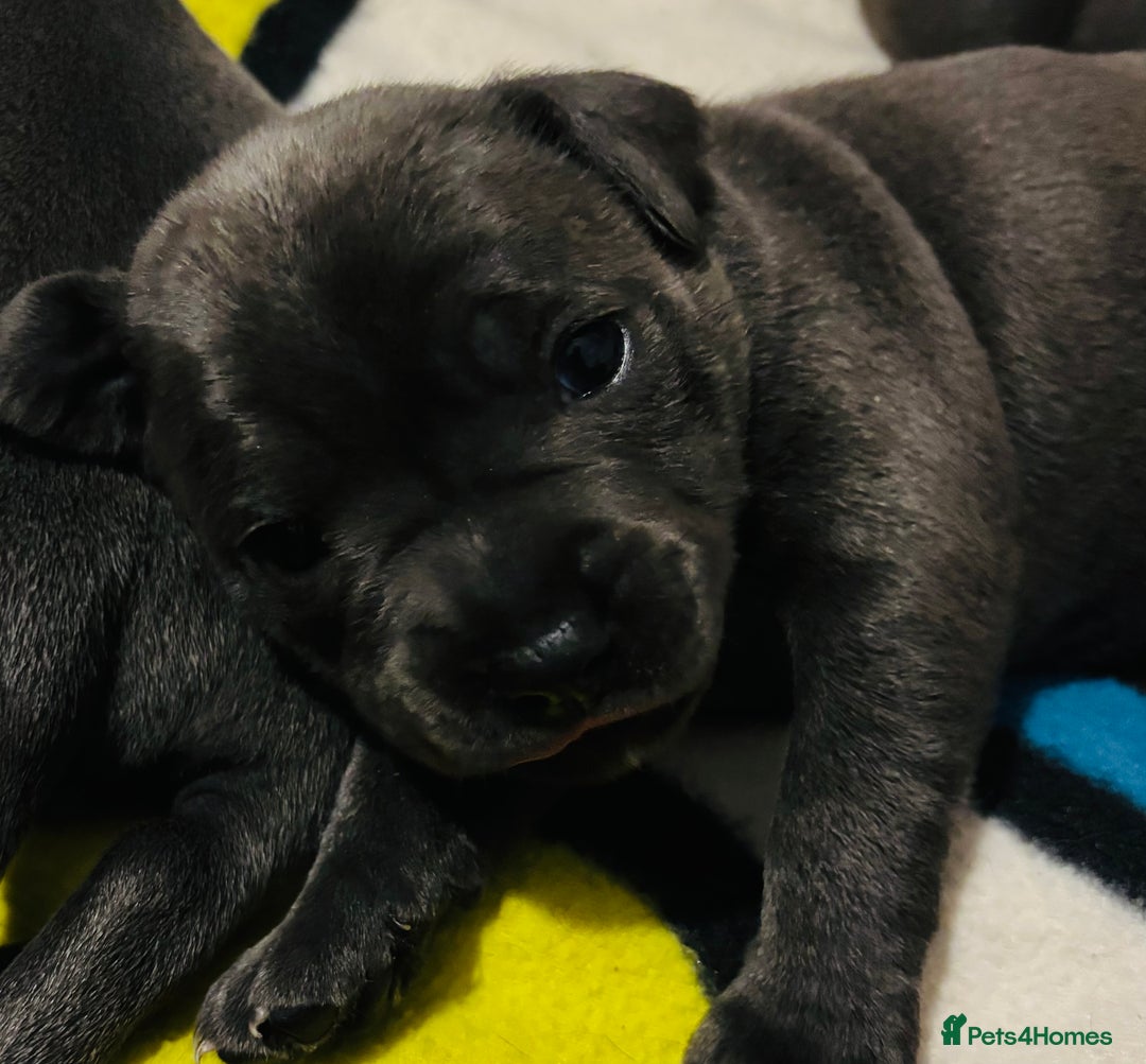 Staffordshire Bull Terrier dogs for sale: KC Registered Blue Staffordshire bull terrier - Image 2