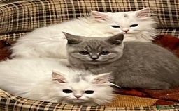 Turkish Angora cats for sale: Turkish Angora x Persian  - Image 4