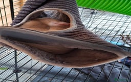 Ferret rodents for sale: 2 x male ferrets - Image 10