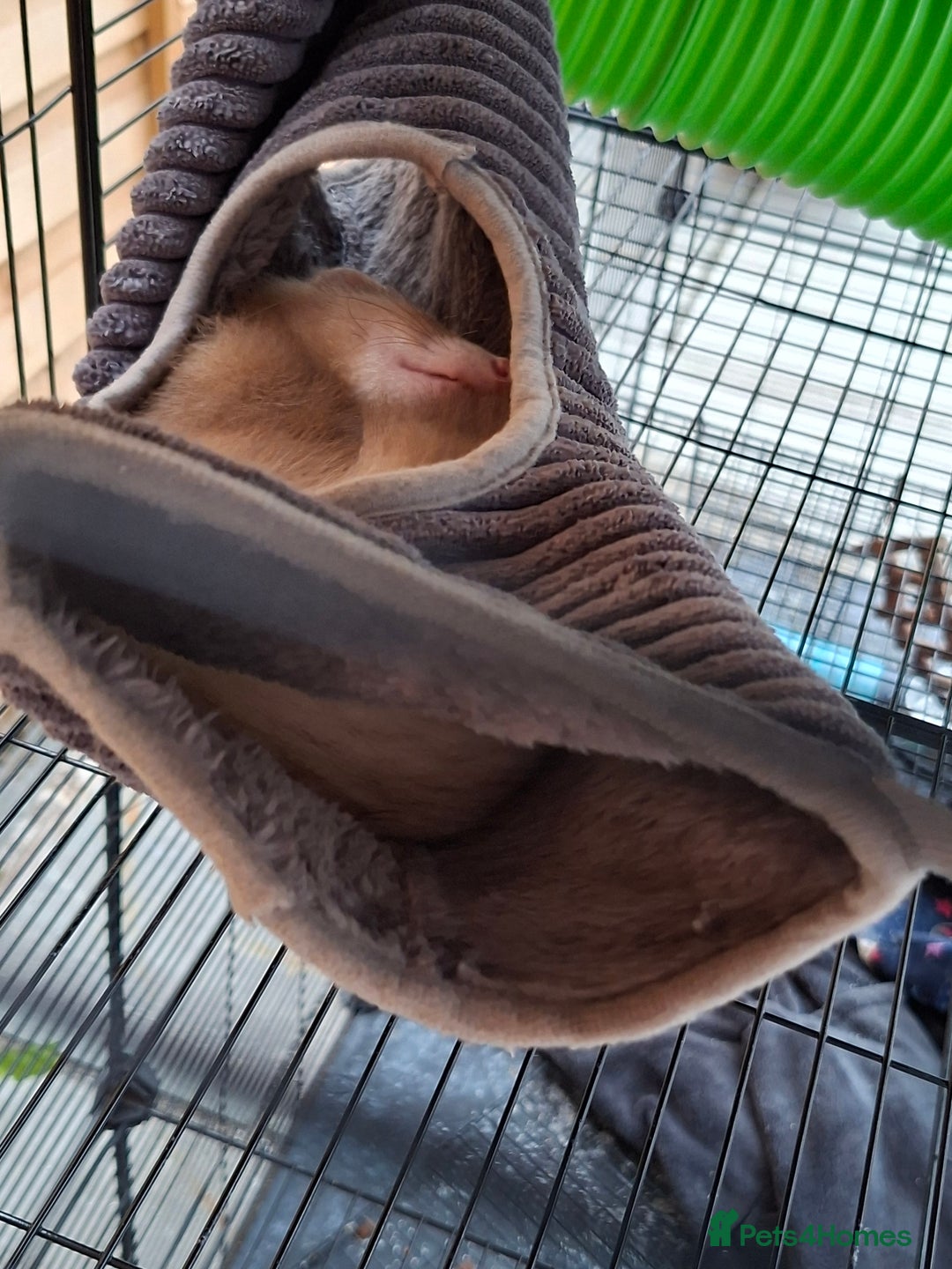 Ferret rodents for sale: 2 x male ferrets - Image 10