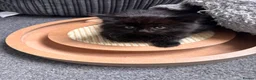 Mixed Breed cats for sale: Kittens long haired half ragdoll  - Advert 13