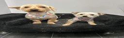 Yorkshire Terrier dogs for sale: Rocky and roxy - Advert 15