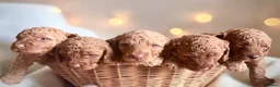 Cockapoo dogs for sale: Extensively health checked cockapoo puppies   - Advert 9