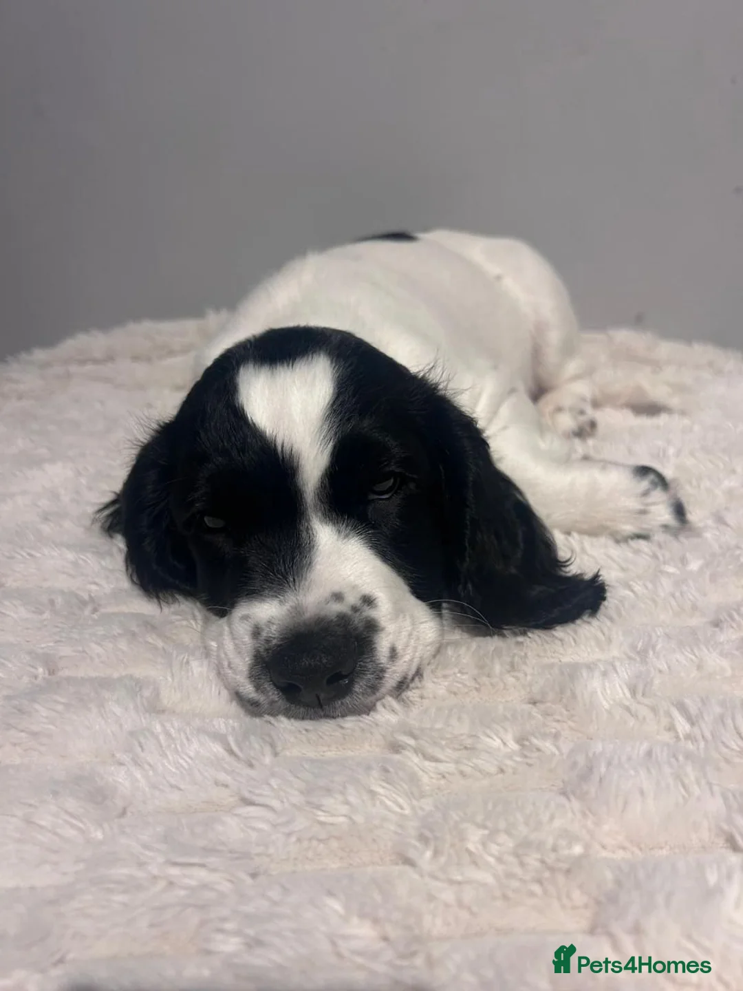 Sprocker dogs for sale: Gorgeous Sprocker Puppies in Dunfermline - Advert 16