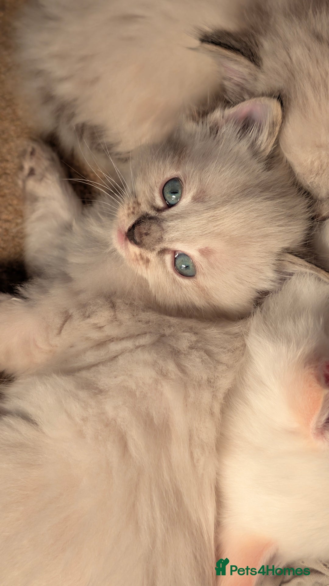 Ragdoll cats for sale: Beautiful Playful Ragdoll Kittens - Advert 5