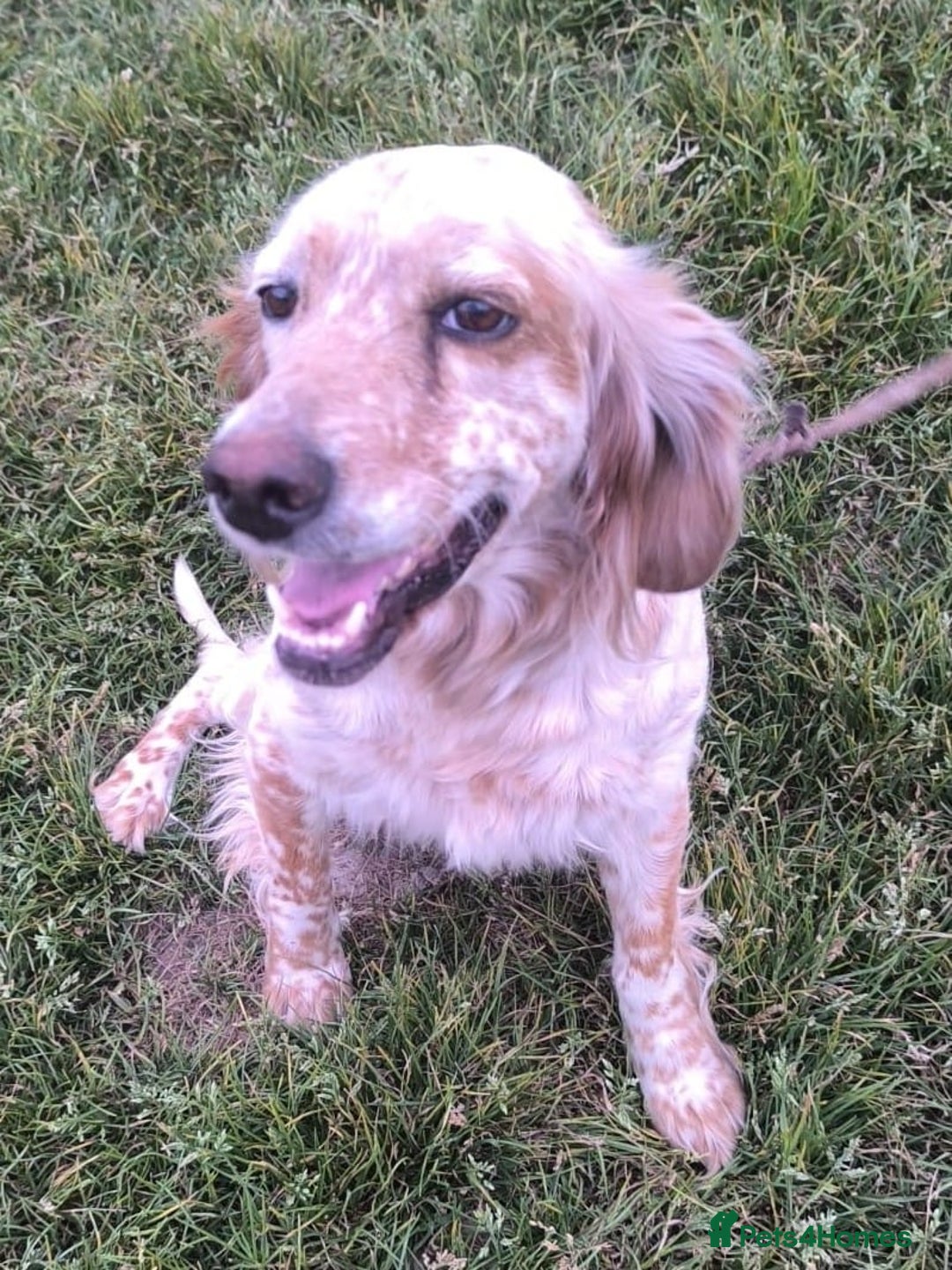 English Setter dogs for adoption: Quba  - Image 7