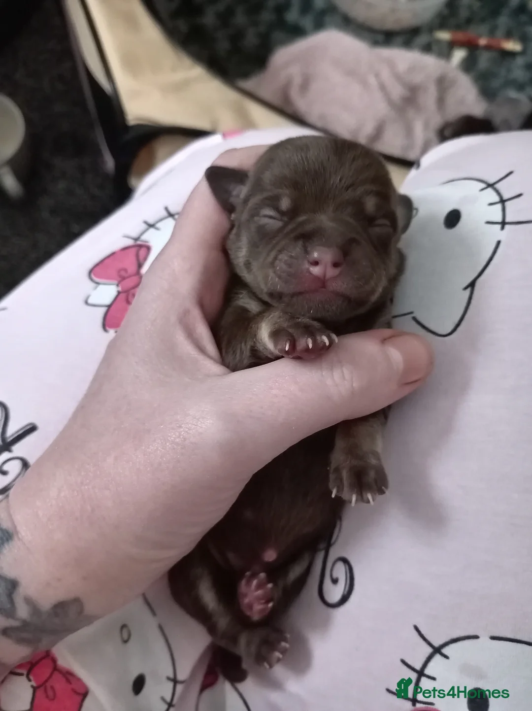 Chihuahua dogs for stud: Stunning KC lilac Chihuahua "proven" for stud. - Advert 9